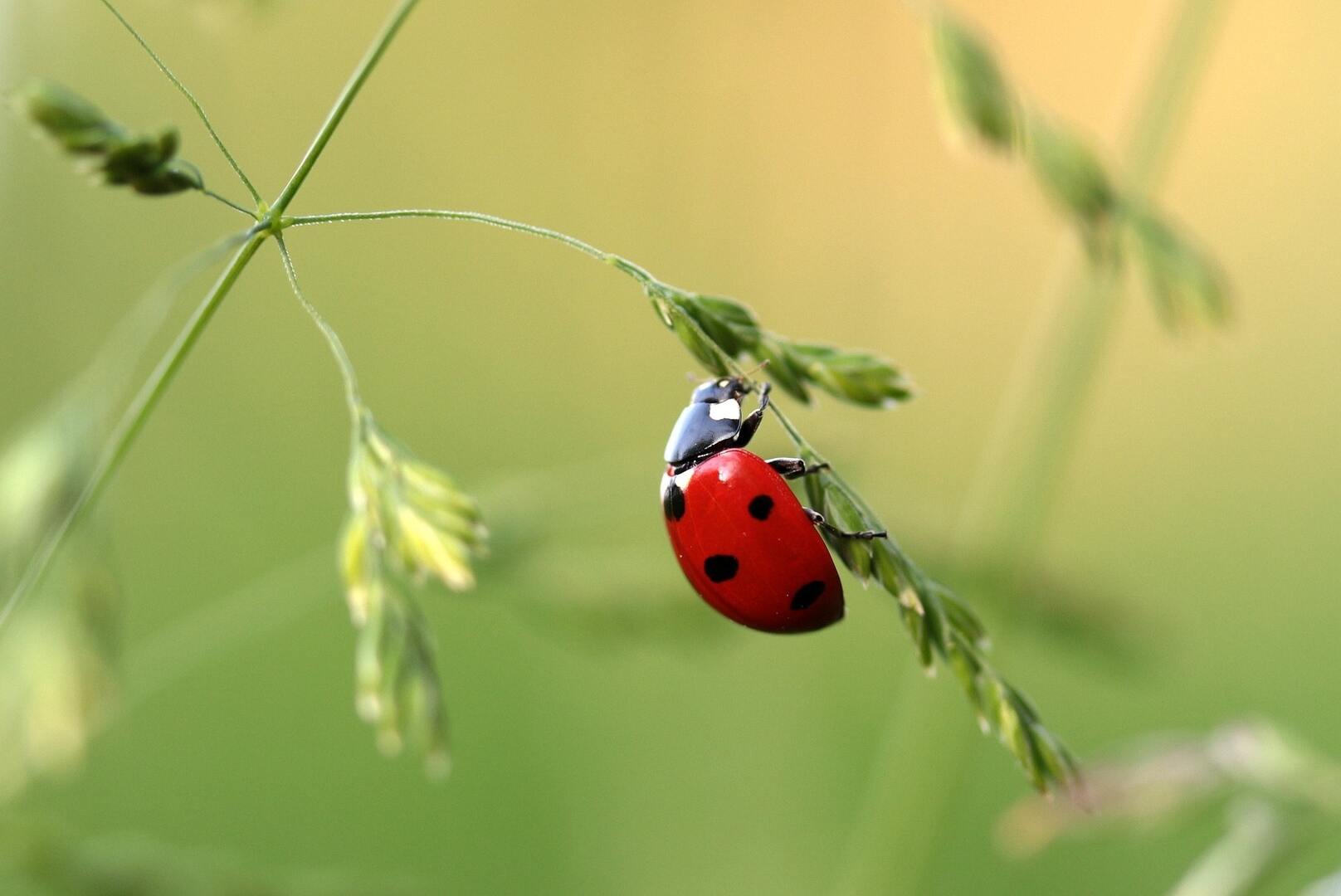 3 trucs savoir pour se d barrasser des coccinelles